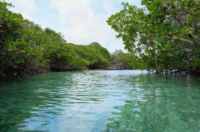 st-thomas-mangrove-lagoon-kayak-and-snorkel-tour-in-the-us-virgin-islands