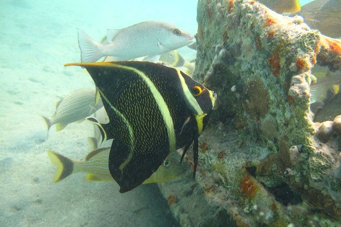 st-thomas-mangrove-lagoon-kayak-and-snorkel-tour-in-the-us-virgin-islands