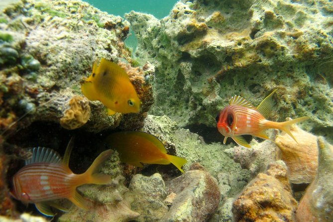 st-thomas-mangrove-lagoon-kayak-and-snorkel-tour-in-the-us-virgin-islands