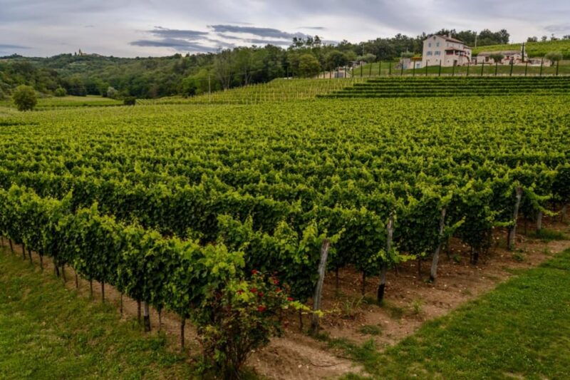 stancija-collis-a-winery-adventure-in-rovinj