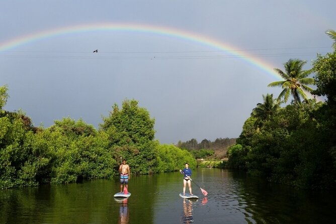 stand-up-paddle-nature-and-turtle-tour-guaranteed-to-see-turtles