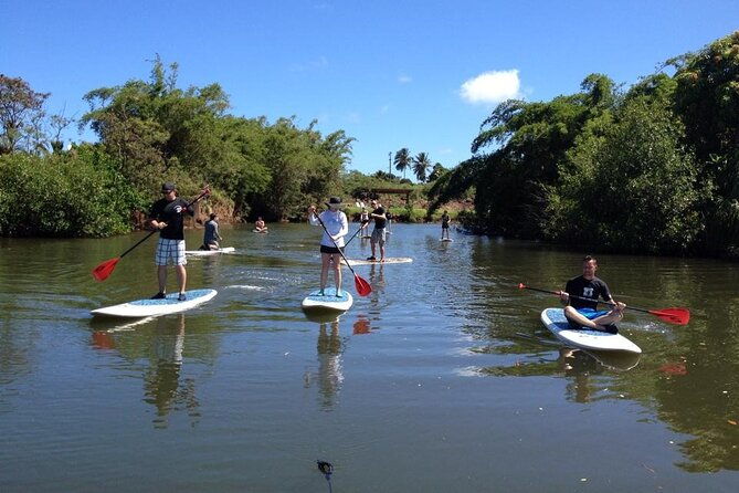 stand-up-paddle-nature-and-turtle-tour-guaranteed-to-see-turtles