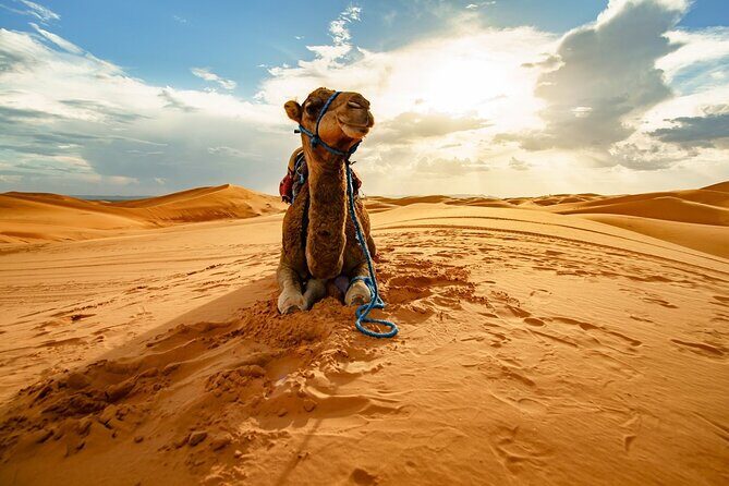 Star Gazing Safari Tour by ATV Quad and Dinner in Sharm El Sheikh - Practicalities and Value for Money
