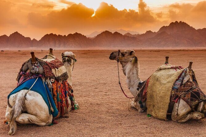 Star Gazing Safari Tour by ATV Quad and Dinner in Sharm El Sheikh - The Sum Up: Is It Worth It?