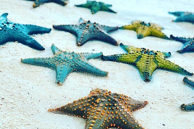 Starfish Adventure; Blue Lagoon; The Rock; Kuza Cave, Salaam Cave - Start of the Day: Early Pickup & Starfish Beach at Pingwe