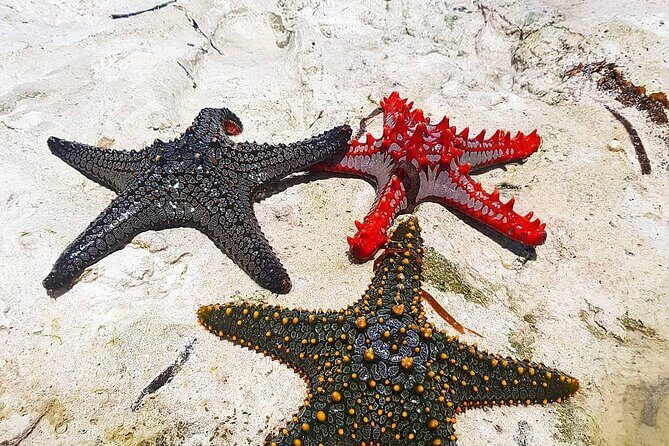 Starfish Adventure; Blue Lagoon; The Rock; Kuza Cave, Salaam Cave - Exploring Underwater Beauty at Blue Lagoon Atoll