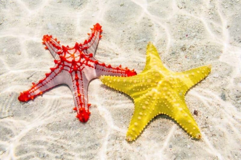 Starfish Adventure, Lunch at The Rock, Mnemba Dolphin Tour - Mnemba Island and Dolphin Adventures