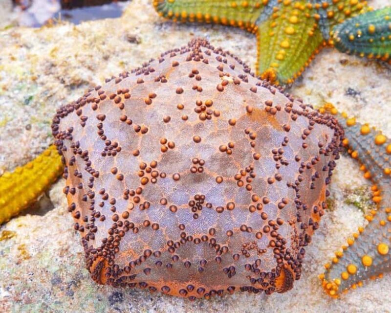 Starfish Adventure, Lunch at The Rock, Mnemba Dolphin Tour - Who Is This Tour Best For?