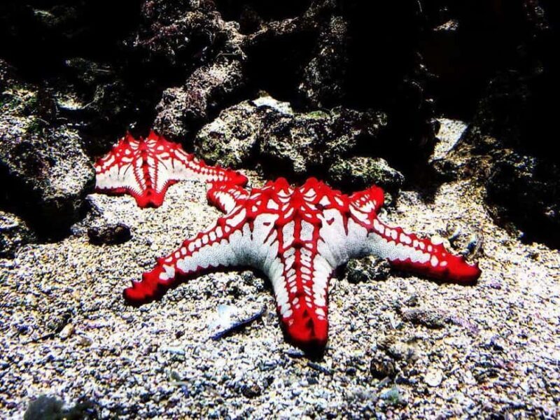 Starfish Adventure, Lunch at The Rock, Mnemba Dolphin Tour - An In-Depth Look at the Tour Itinerary