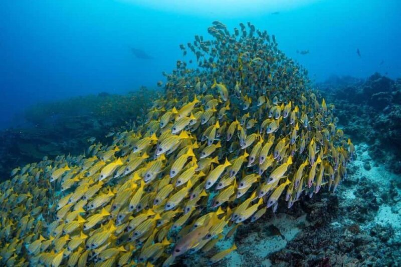 Starfish Adventure, Lunch at The Rock, Mnemba Dolphin Tour - FAQ