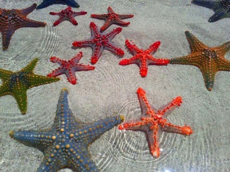 Starfish Adventure, The Rock Restaurant, Salaam Cave Tour - Key Points