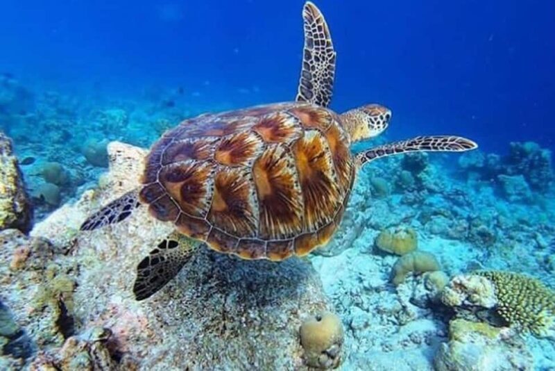 Starfish Adventure, The Rock Restaurant, Salaam Cave Tour - Who Is This Tour Best For?
