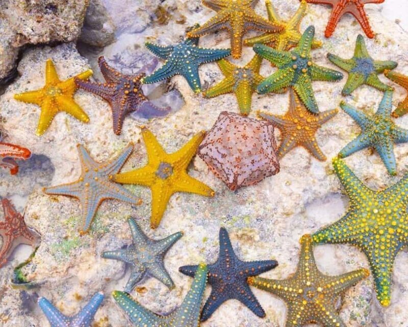 Starfish Adventure, The Rock Restaurant, Salaam Cave Tour - Frequently Asked Questions