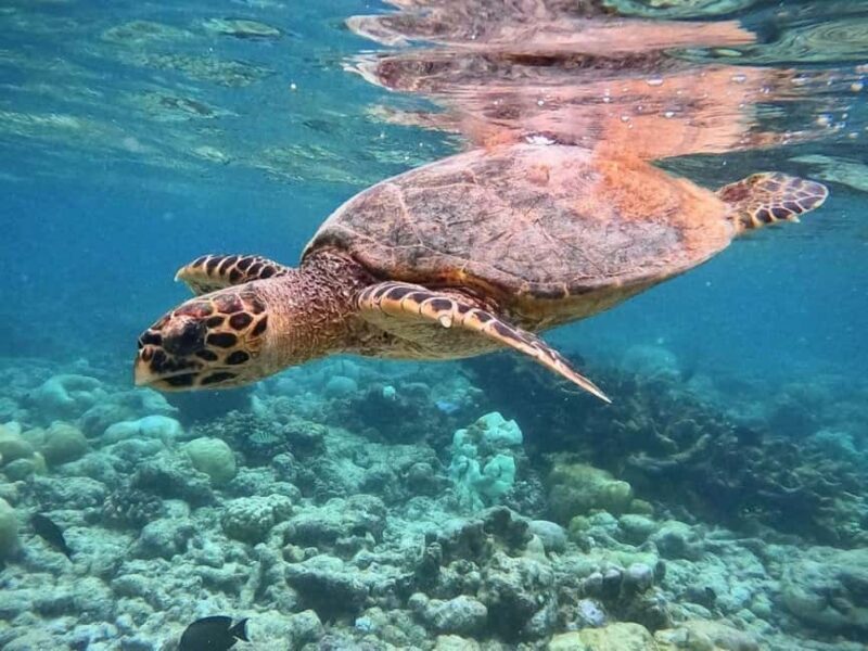 Starfish Adventure, The Rock Restaurant, Salaam Cave Tour - Practical Details and What to Expect