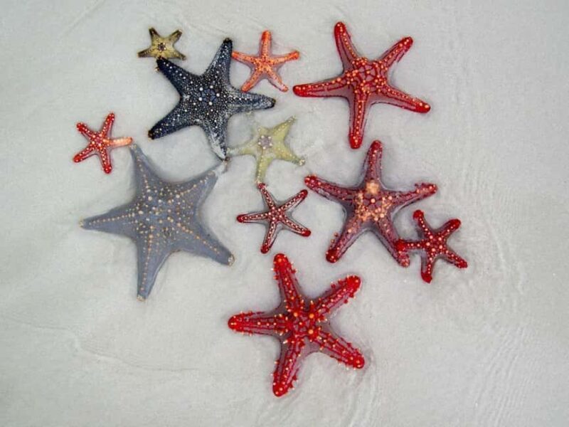 Starfish Adventure, The Rock Restaurant, Salaam Cave Tour - The Sum Up