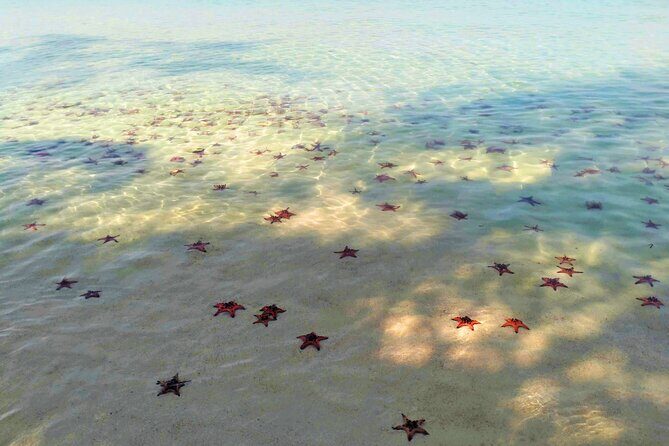Starfish Beach and Floating Village Combo Boat Trip Seafood Lunch - Key Points