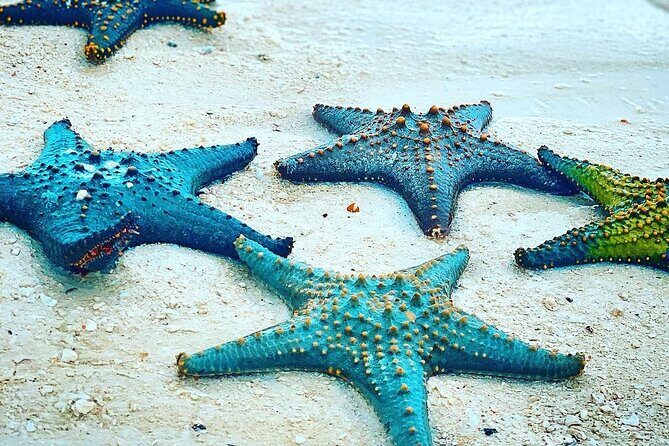 Starfish Beach; The Rock; Paje Beach; Jozani Forest; Salaam Cave - What to Expect from the Itinerary