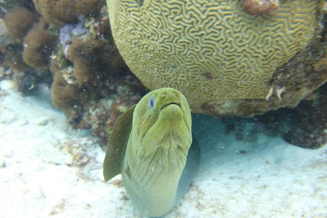 starfish-point-stingray-city-sandbar-coral-gardens