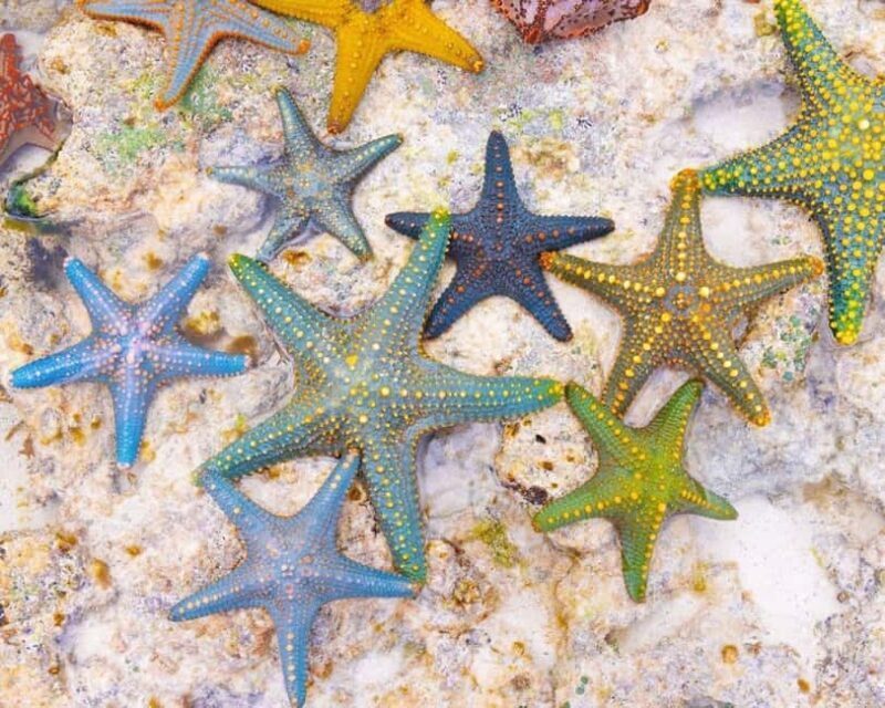 Starfish Tour, Blue Lagoon Snorkeling, The Rock, Paje Beach - Key Points