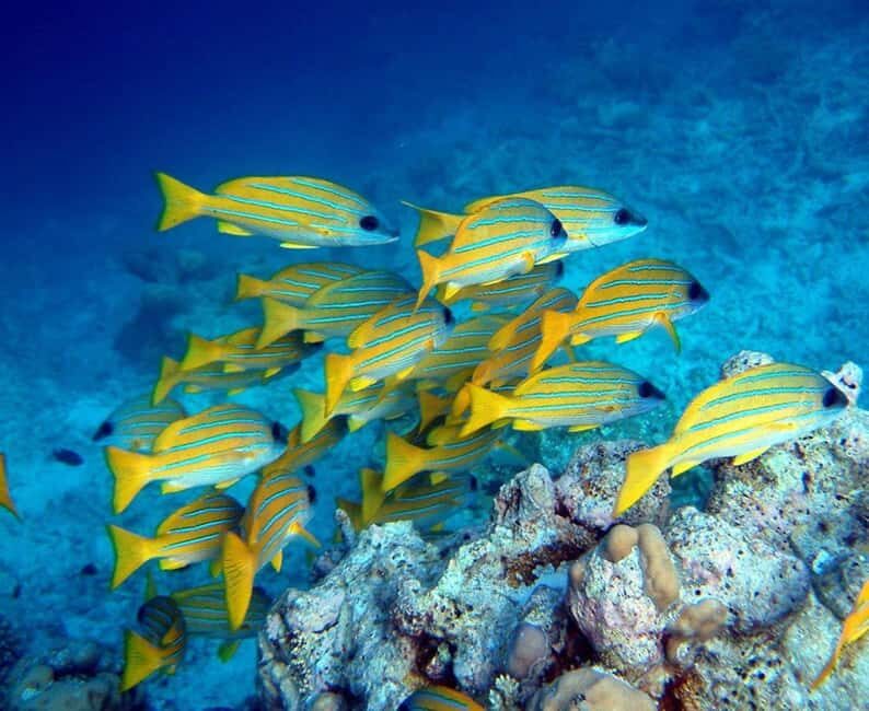 Starfish Tour, Blue Lagoon Snorkeling, The Rock, Paje Beach - FAQ