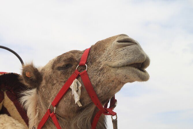 Stargazing and camel ride in the agafay desert - Key Points