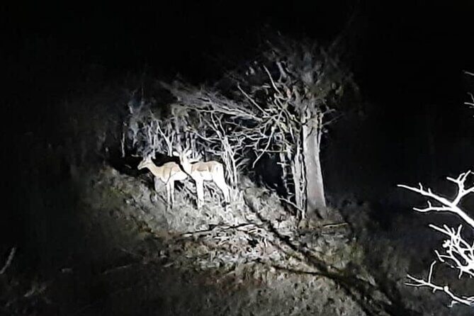 Stargazing and Moonlight Experience - What to Expect from the Stargazing and Moonlight Experience