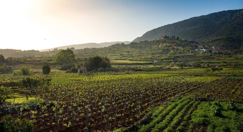 Stari Grad: Private Tuk-Tuk tour with Wine tasting - Practicalities and Value