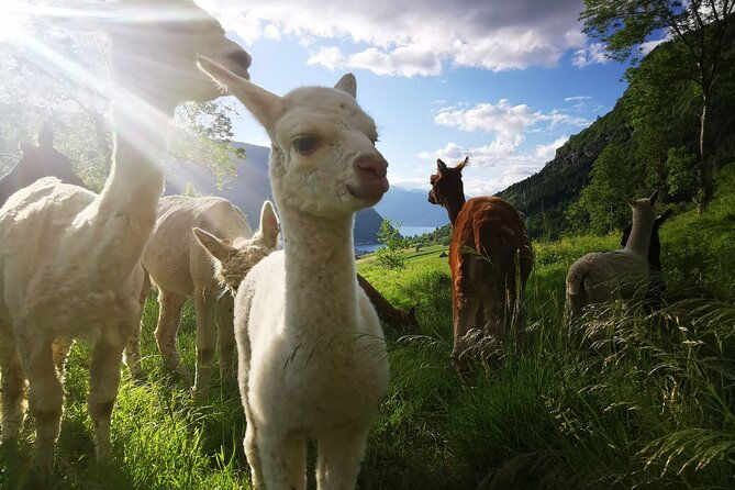 steim-farm-experience-in-vik-norway