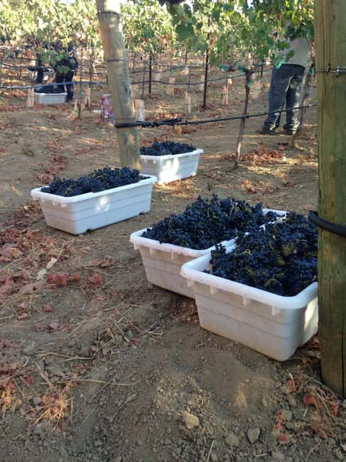 Stellenbosch: All-inclusive Private Wine Tour & Tastings - Final Thoughts