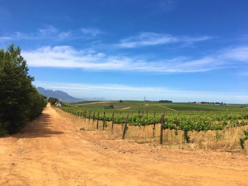 Stellenbosch: Devon Valley Vineyards Bicycle Tour w. Lunch - Exploring the Stellenbosch Vineyards by Bike: A Detailed Look at the Devon Valley Experience