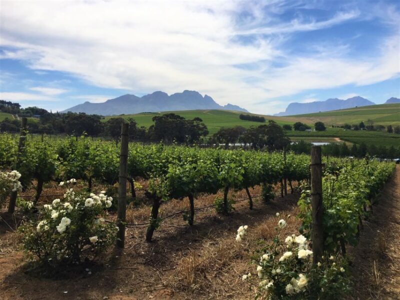 Stellenbosch: Devon Valley Vineyards Bicycle Tour w. Lunch - Final Thoughts: Is This Tour Worth It?
