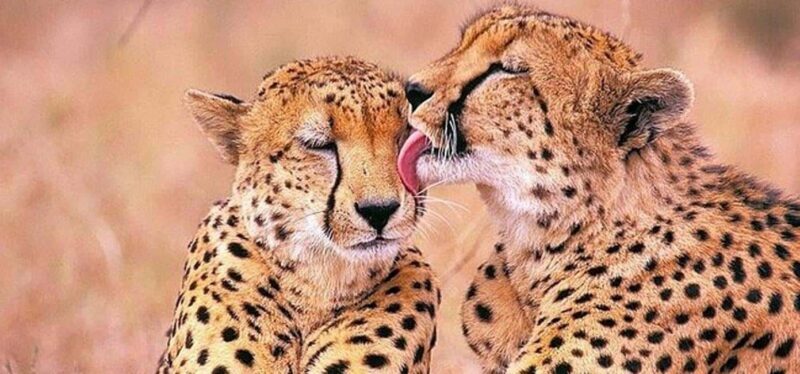 Stellenbosch Giraffe House and Cheetah Outreach with Wine - Key Points