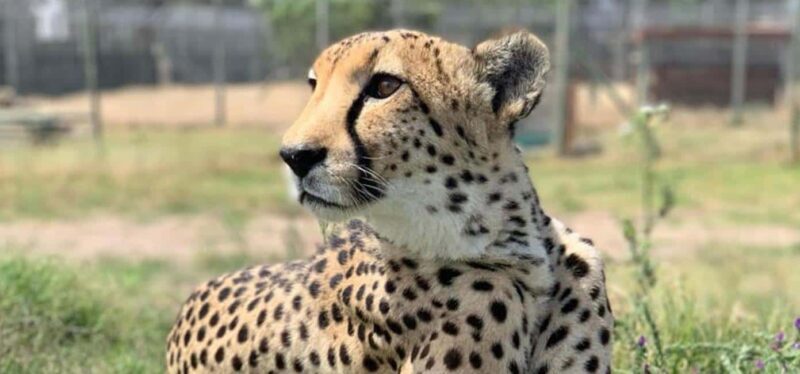 Stellenbosch Giraffe House and Cheetah Outreach with Wine - An In-Depth Look at the Tour Experience