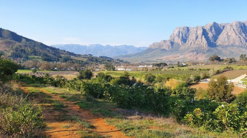 Stellenbosch: Guided Vineyard Hike and Wine Tasting - What the Tour Means for You