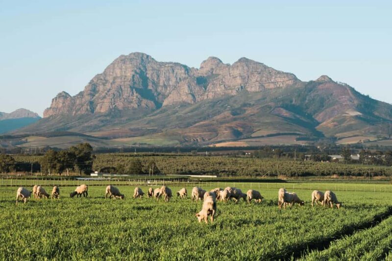 Stellenbosch: Half-Day Wine Tour - Transportation and Group Size