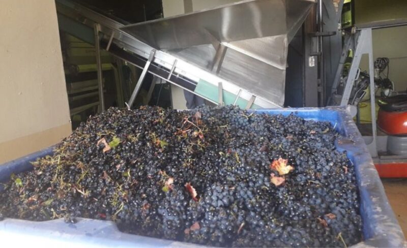 Stellenbosch: Half-Day Wine Tour - The Value for Money