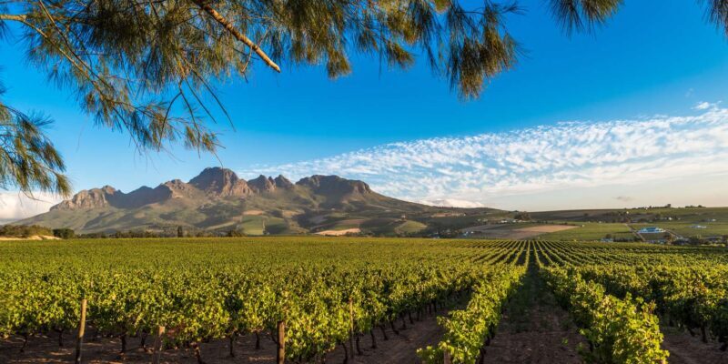 Stellenbosch North Guided Wine Safari (Tastings Excluded) - The Experience in Detail