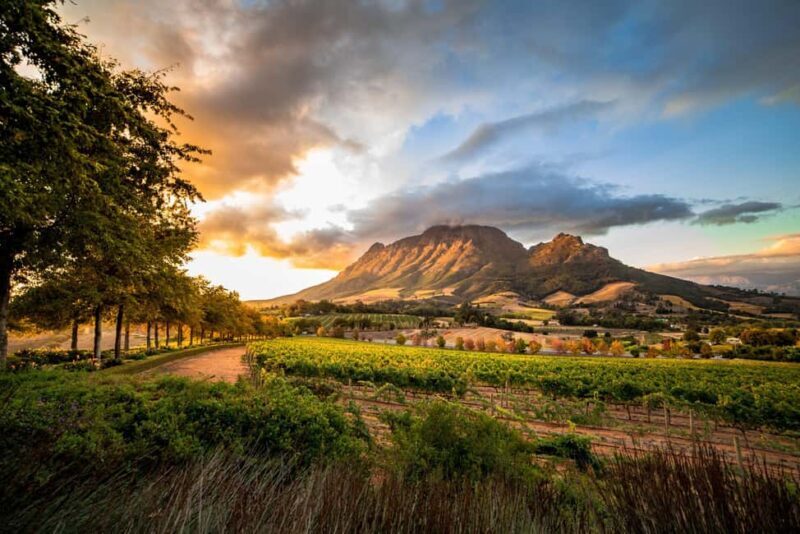 Stellenbosch North Guided Wine Safari (Tastings Included) - An In-Depth Look at the Stellenbosch North Guided Wine Safari