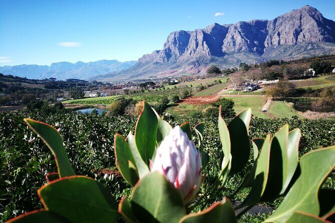 Stellenbosch Private E-Bike & Wine Tour - Authentic Insights from Reviewers