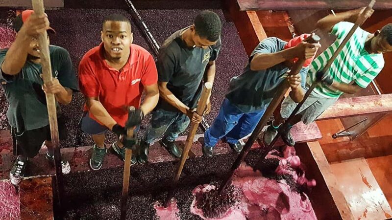 Stellenbosch: Private Wine Tour with a Winemaker. - Learning and Cultural Insights