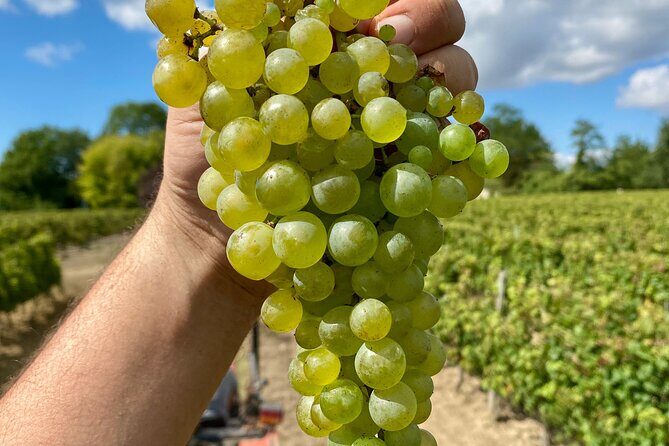 Stellenbosch Small Group Wine Tasting Tour From Cape Town - FAQs