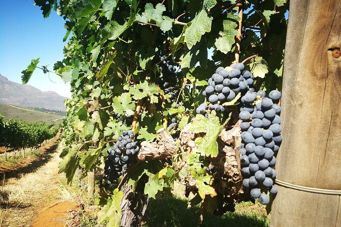 Stellenbosch Vineyard Walk & Wine Tasting - Exploring the Itinerary in Detail