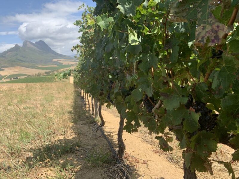 Stellenbosch: Wine Tour - Award Winning Jeep Tours Cape Town - Key Points
