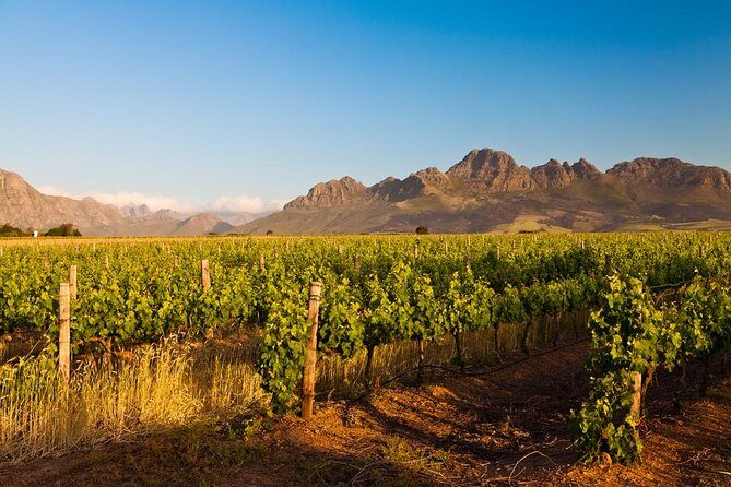 Stellenbosch Wine Tour half day from Cape Town - Exploring the Stellenbosch Wine Tour Half Day from Cape Town