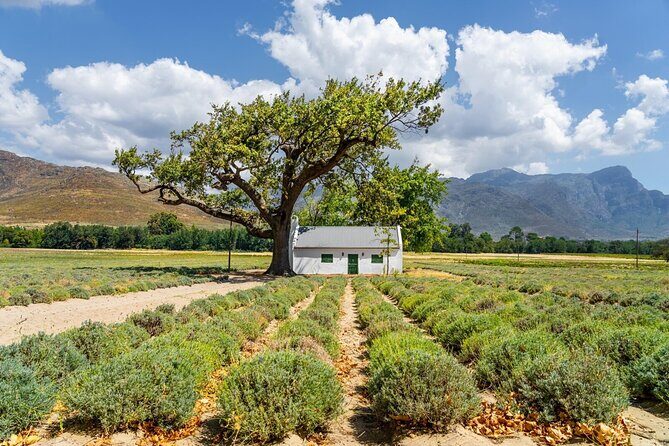 Stellenbosch Winelands Experience - Practical Details & Price Analysis