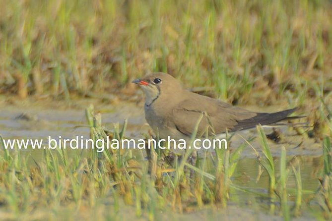 steppe-bird-watching-in-la-mancha-toledana