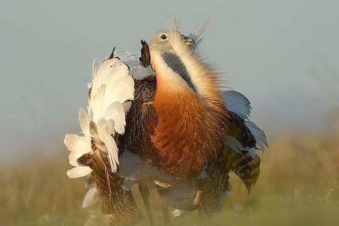 steppe-bird-watching-in-la-mancha-toledana
