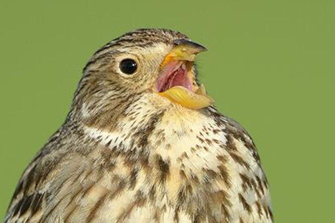 steppe-bird-watching-in-la-mancha-toledana