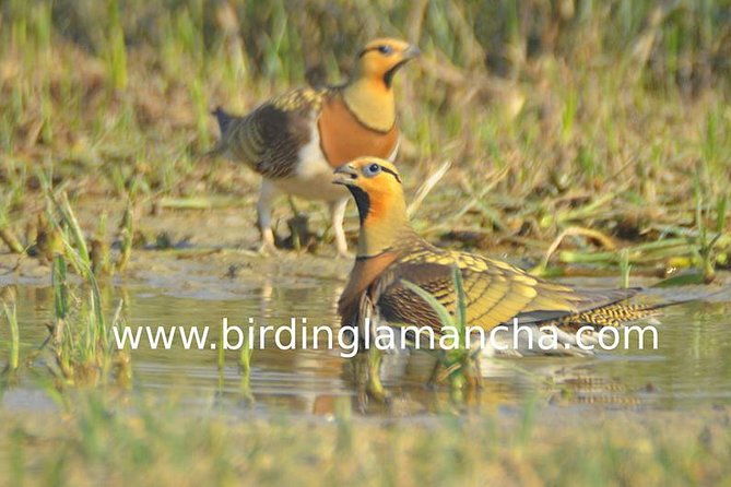steppe-bird-watching-in-la-mancha-toledana