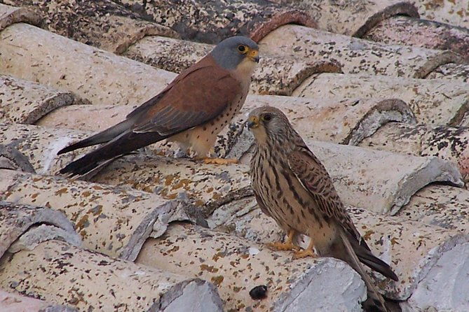 steppe-bird-watching-in-la-mancha-toledana